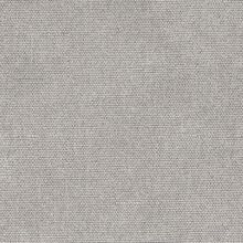 CALLISIA-GREY-800